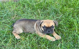 French Bulldog dogs for sale: Candice - Image 1