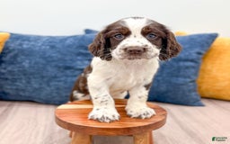 English Springer Spaniel dogs for sale: Nico - Image 3