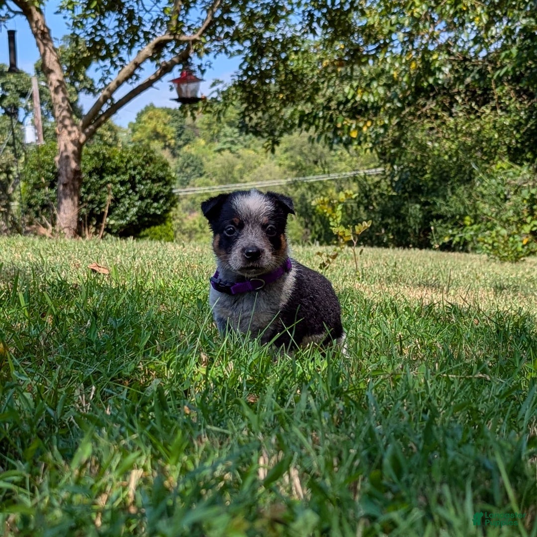 Australian Cattle Dog dogs for sale: Candy - Image 1