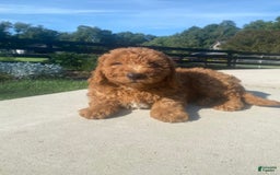 Mini Goldendoodle dogs for sale: Duke - Image 6