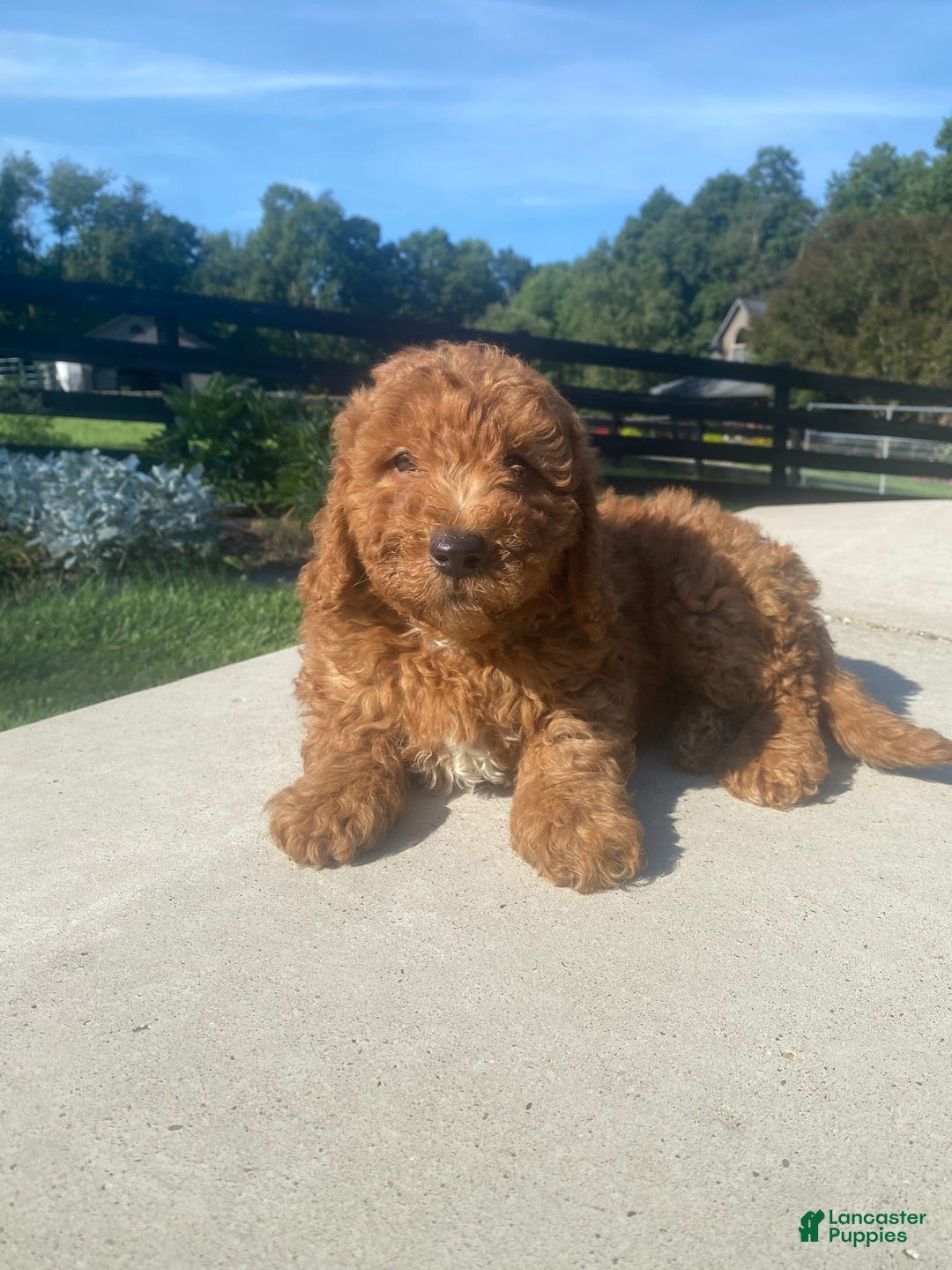 Mini Goldendoodle dogs for sale: Duke - Image 6