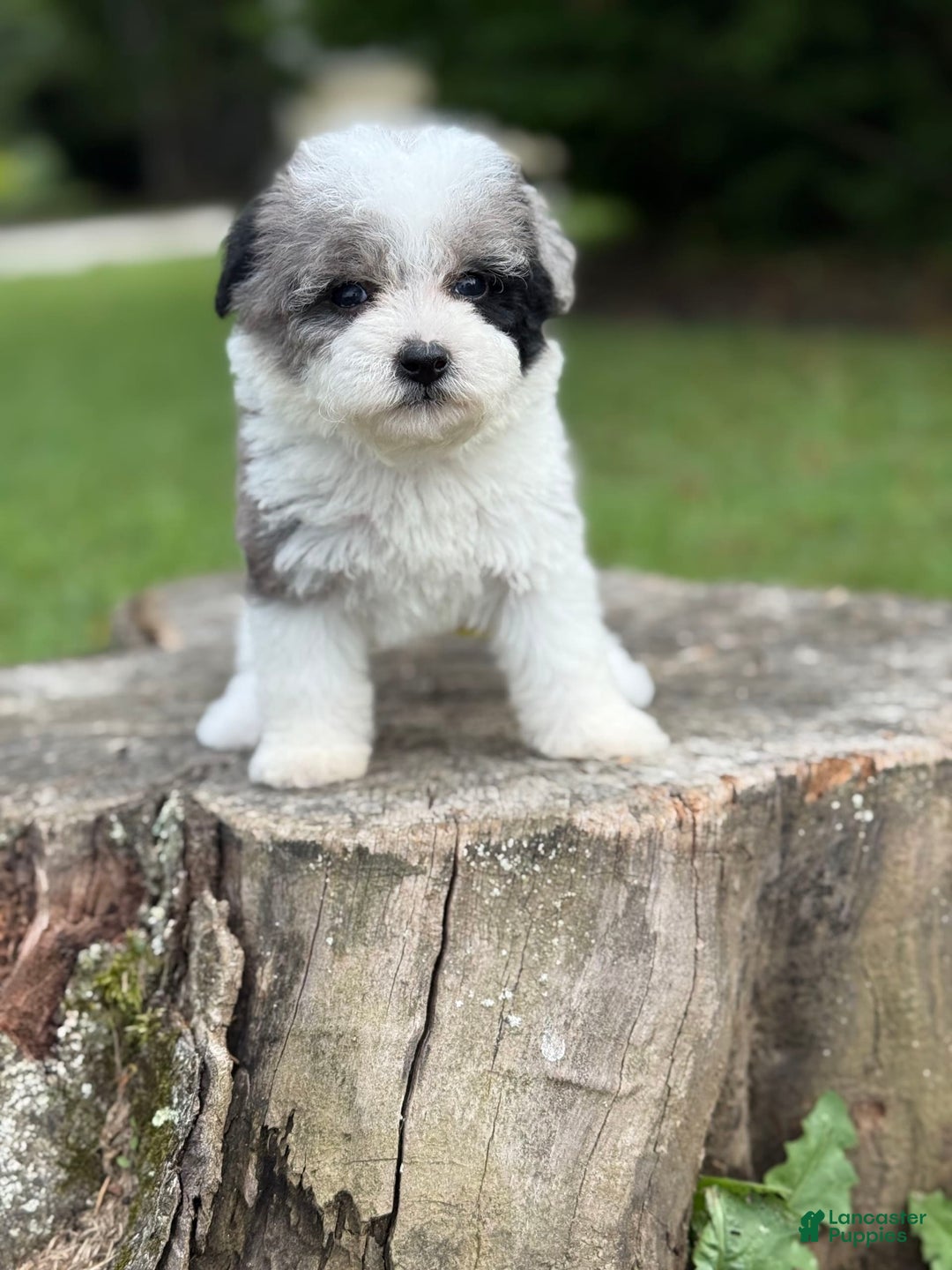 Maltipoo dogs for sale: Maribel - Image 7