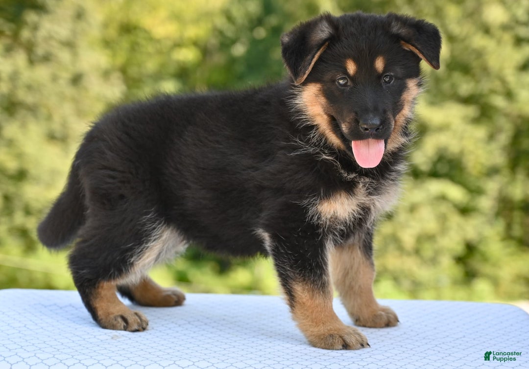 German Shepherd dogs for sale: Bonnie - Image 3