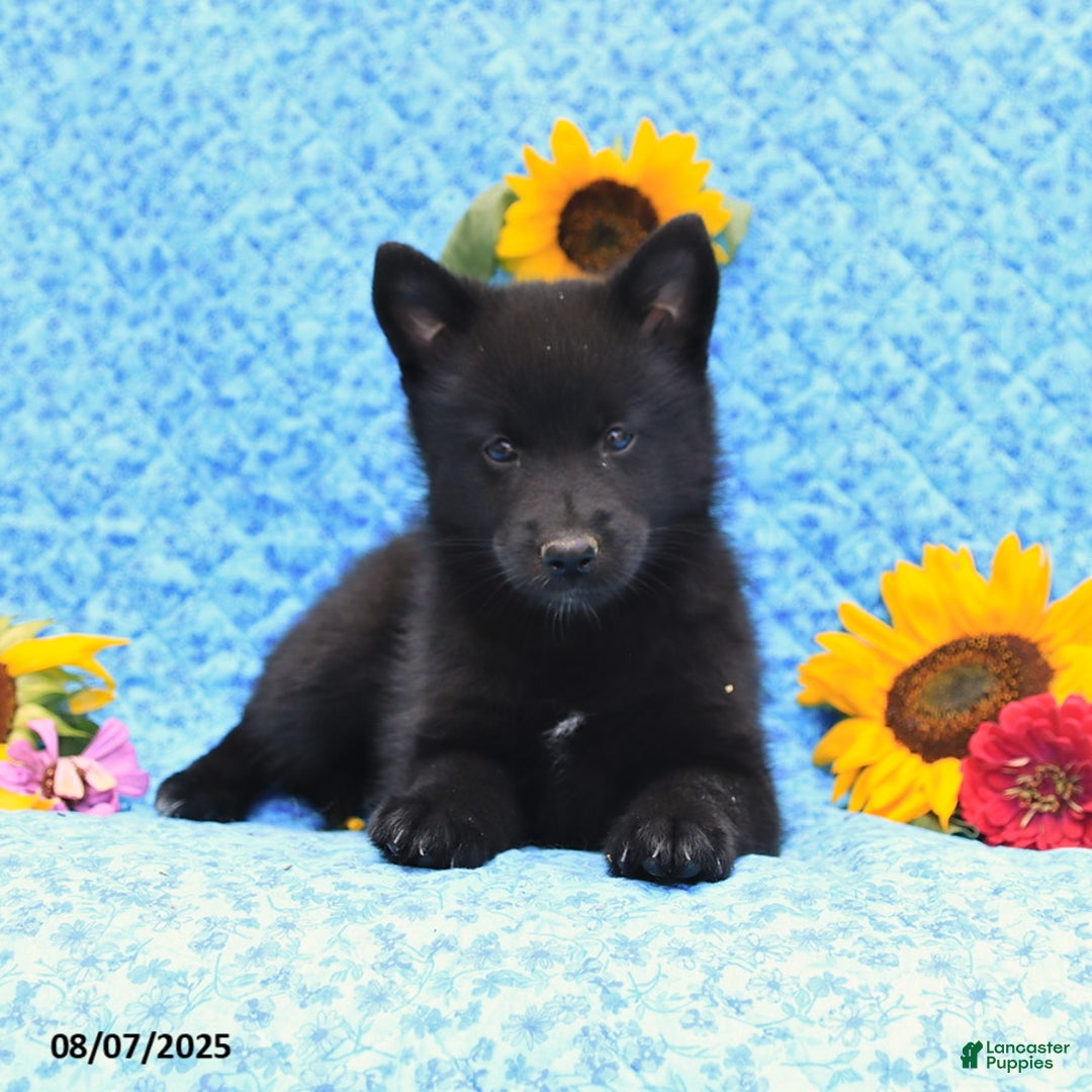 Pomsky dogs for sale: Minnie - Image 3