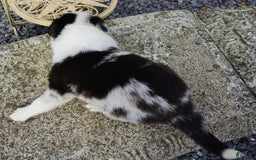 Border Collie dogs for sale: Roman - Image 4