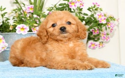 Mini Goldendoodle dogs for sale: Queenie - Image 7
