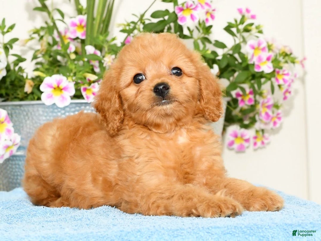 Mini Goldendoodle dogs for sale: Queenie - Image 7