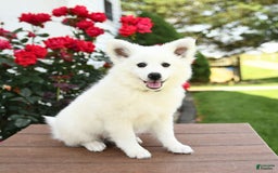 American Eskimo dogs for sale: Moonlight - Image 2