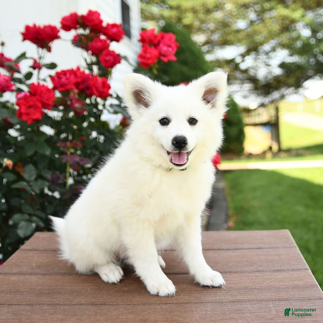 American Eskimo dogs for sale: Moonlight - Image 2