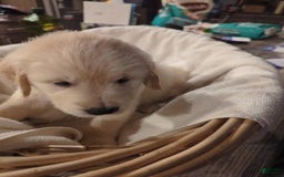 Golden Retriever dogs for sale: Charlie - Image 6