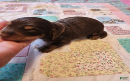 Miniature Dachshund dogs for sale: Casper - Image 7