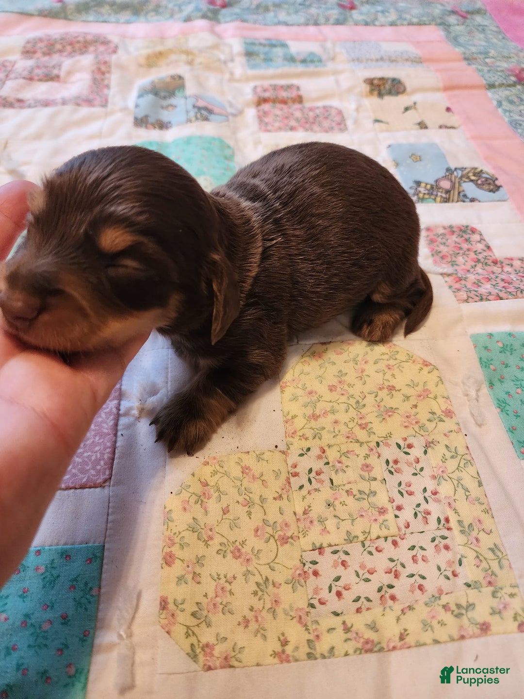 Miniature Dachshund dogs for sale: Casper - Image 7