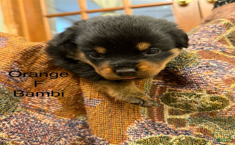 Rottweiler dogs for sale - Ad 5