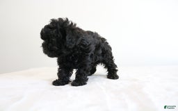 Shihpoo dogs for sale: Layla - Image 6