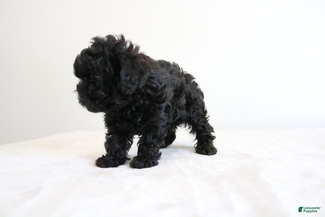 Shihpoo dogs for sale: Layla - Image 6