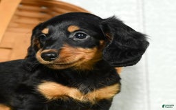 Miniature Dachshund dogs for sale: Dora - Image 5