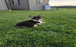 Welsh Corgi Pembroke dogs for sale: Merly - Image 1