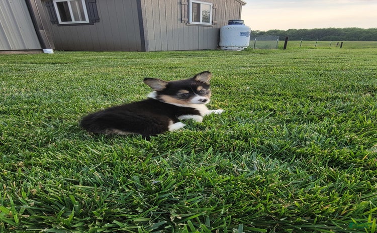 Welsh Corgi Pembroke dogs for sale - Ad 2