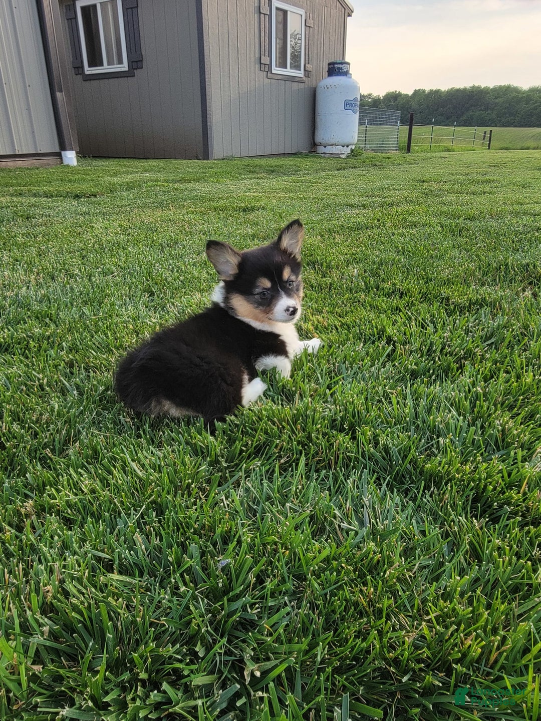 Welsh Corgi Pembroke dogs for sale: Merly - Image 1