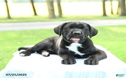 Cane Corso dogs for sale: Montana - Image 1
