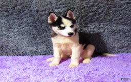Siberian Husky dogs for sale: Billy - Image 4