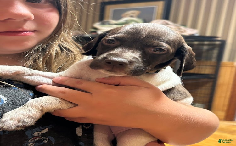 German Shorthaired Pointer dogs for sale - Ad 1