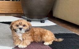 Lhasa Apso dogs for sale: Lacy - Image 6
