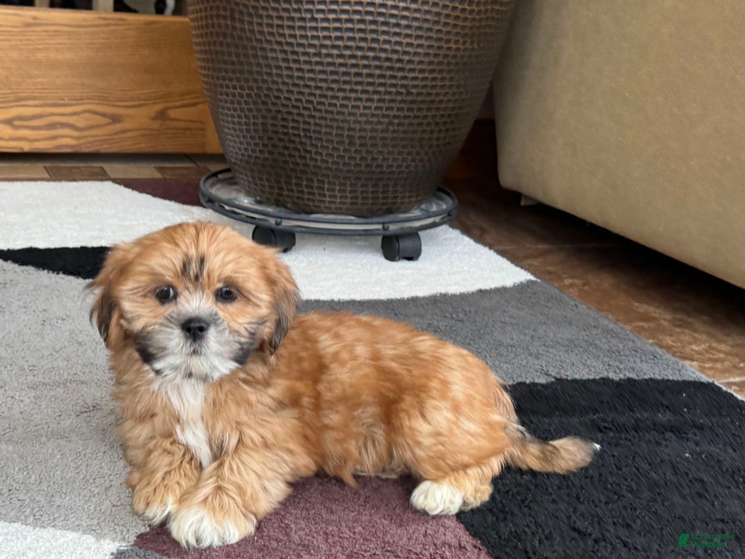 Lhasa Apso dogs for sale: Lacy - Image 6