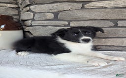 Australian Shepherd dogs for sale: Carla - Image 1
