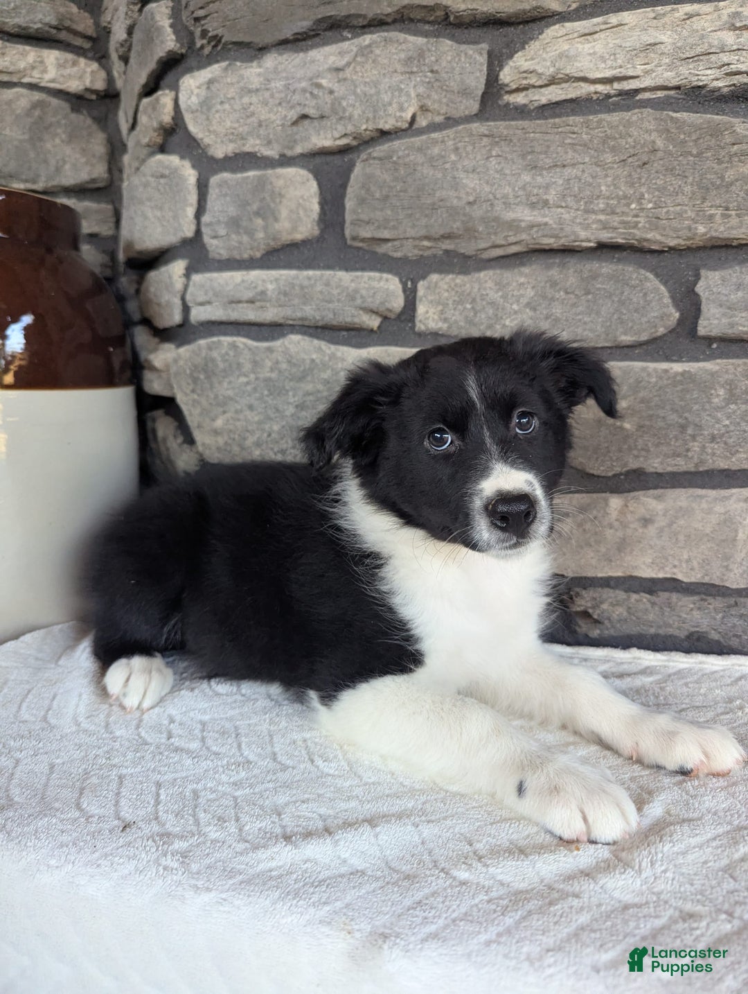 Australian Shepherd dogs for sale: Carla - Image 1