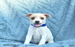 Toy Fox Terrier dogs for sale: Sailor - Image 2