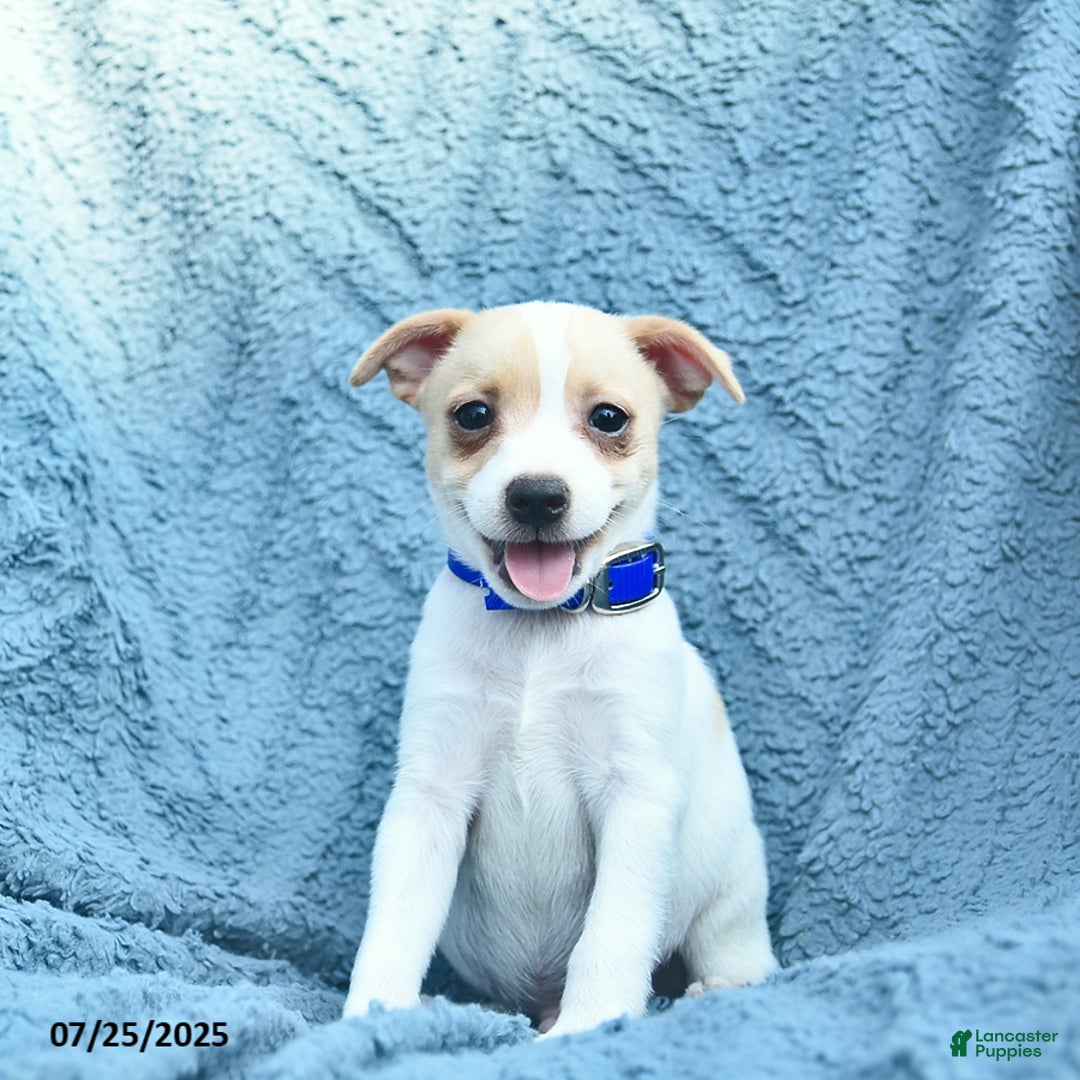 Toy Fox Terrier dogs for sale: Sailor - Image 2