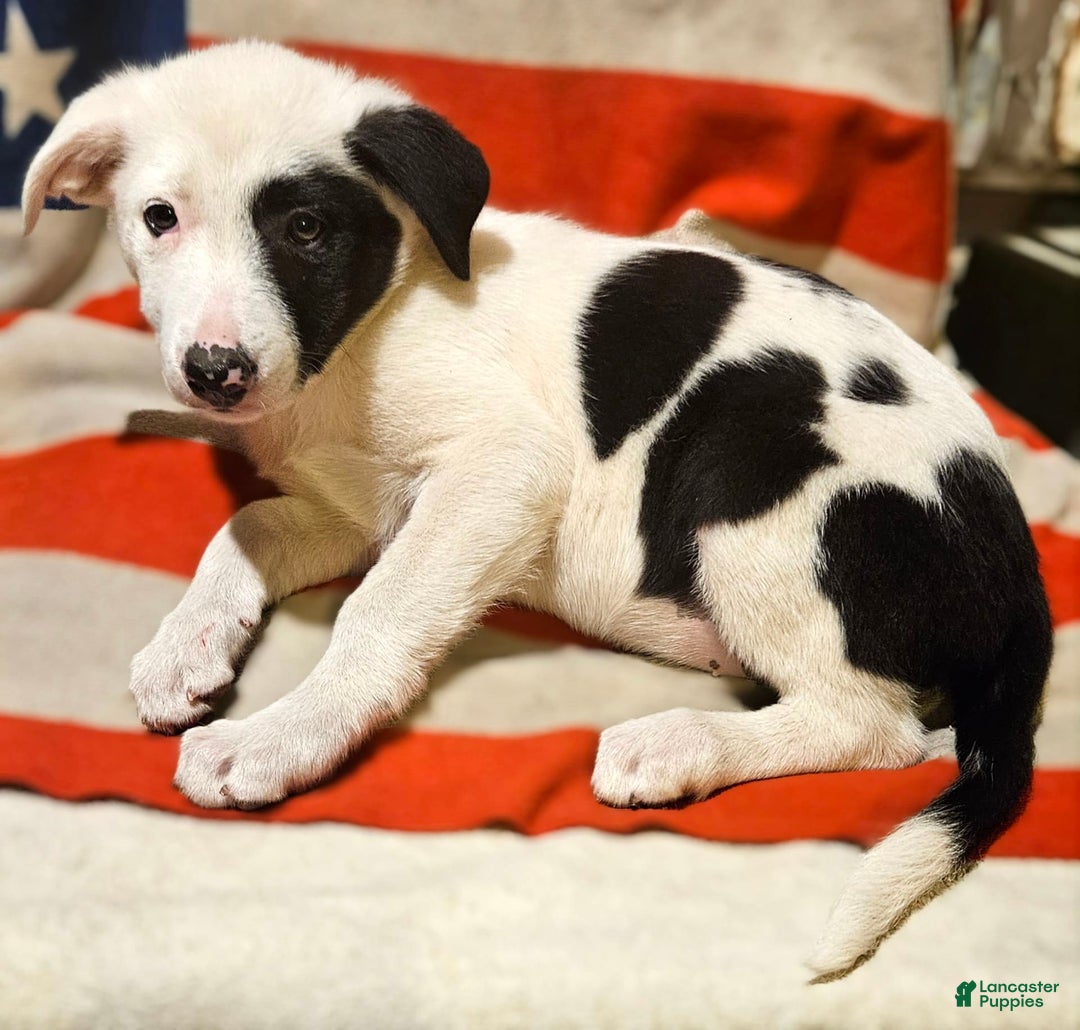 Border Collie dogs for sale: Bambi - Image 30