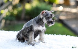 Miniature Schnauzer dogs for sale: Blaze - Image 5
