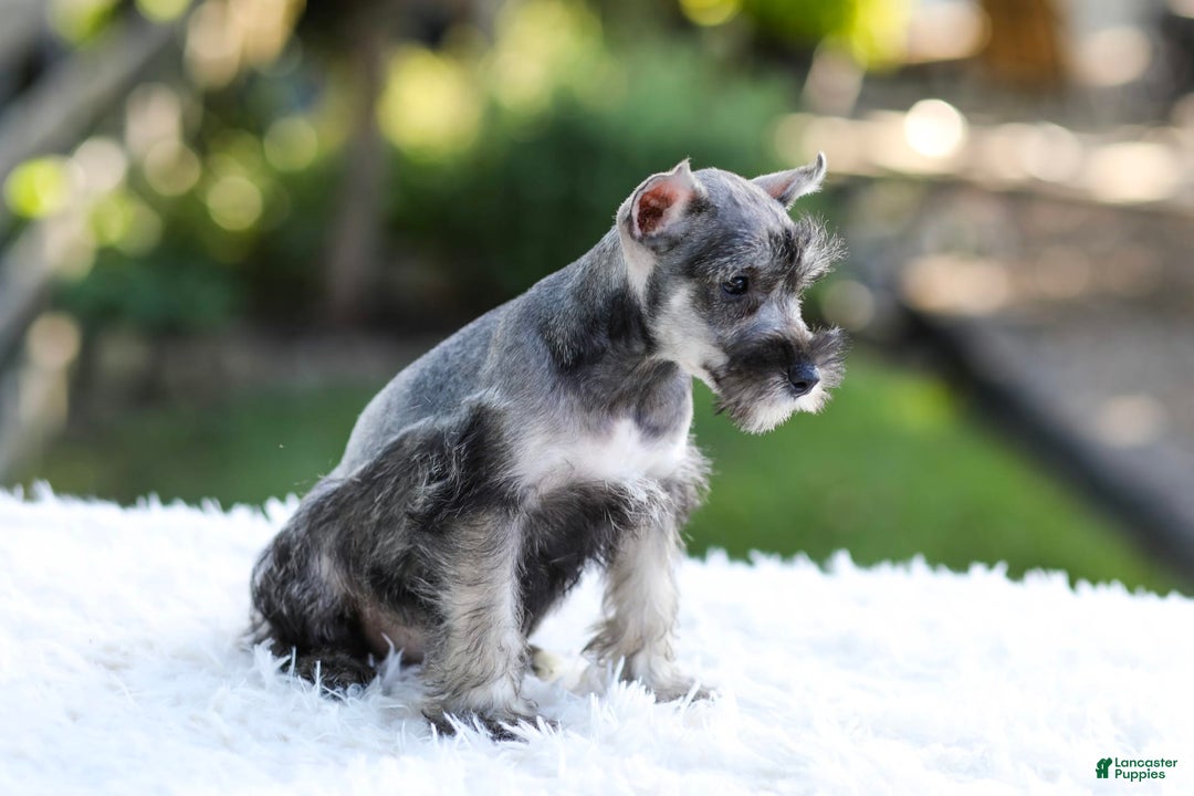 Miniature Schnauzer dogs for sale: Blaze - Image 5