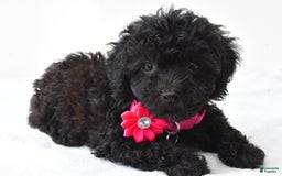 Miniature Poodle dogs for sale: Maggie - Image 6