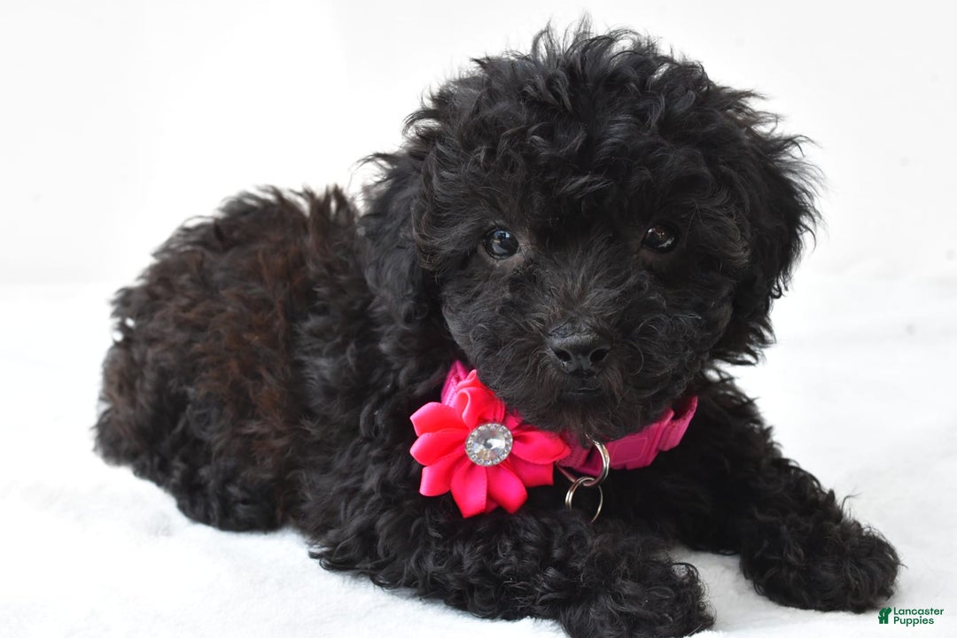 Miniature Poodle dogs for sale: Maggie - Image 6