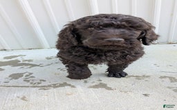 Standard Poodle dogs for sale: Peanut - Image 11