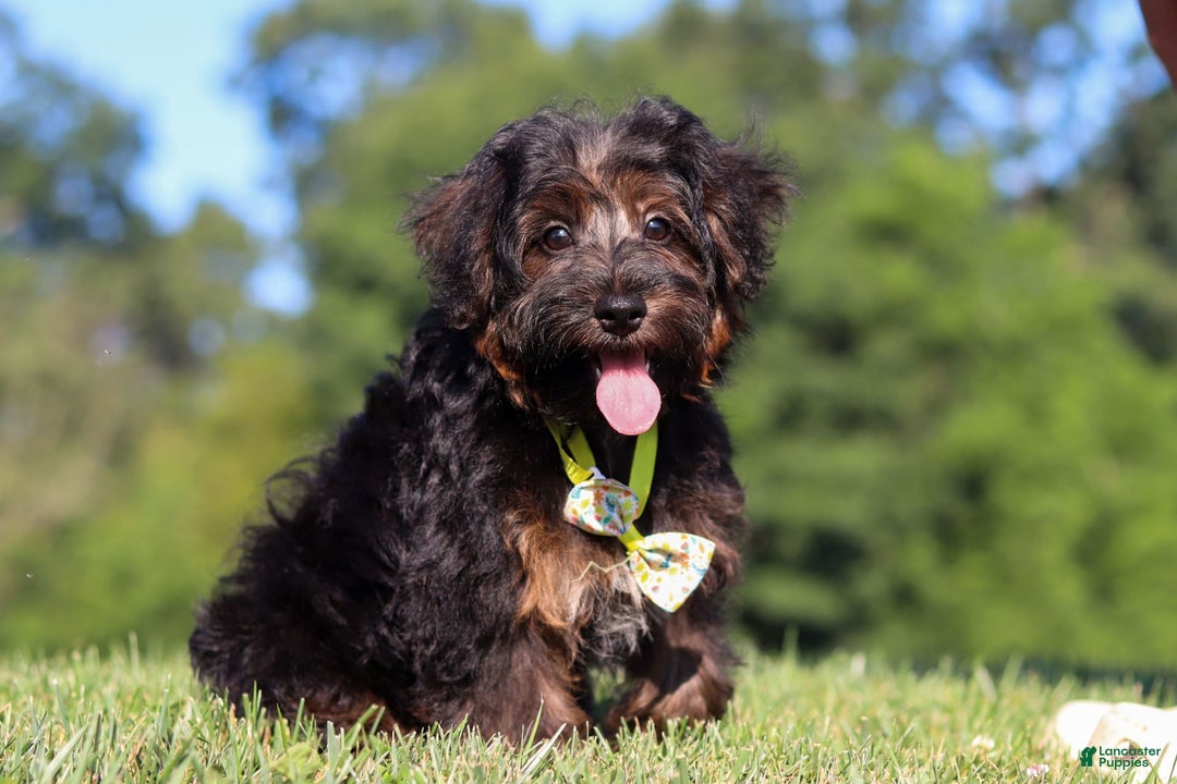 Yorkiepoo dogs for sale: Henry - Image 4