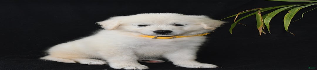 Karl