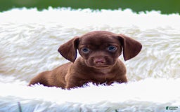 Miniature Dachshund dogs for sale: Felena - Image 2