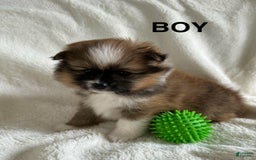 Pomeranian dogs for sale: Nick - Image 1