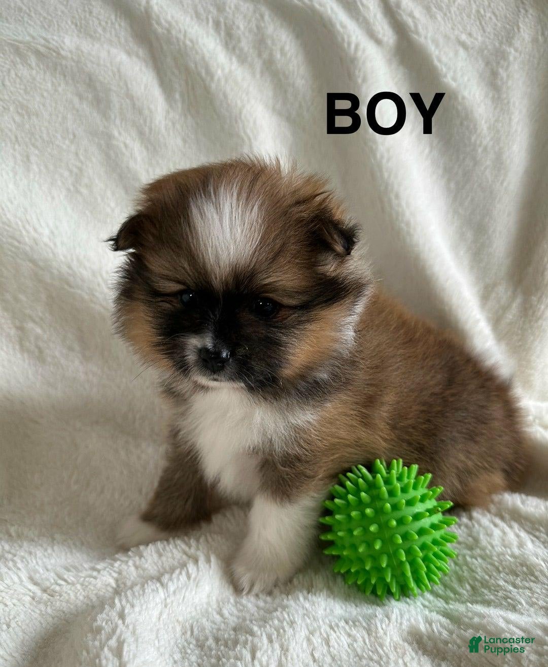 Pomeranian dogs for sale: Nick - Image 1