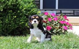 Cavalier King Charles Spaniel dogs for sale: Missy - Image 11