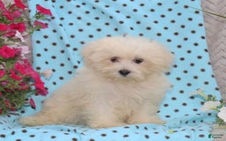 Maltese dogs for sale: Penny - Image 1