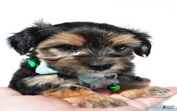 Morkie dogs for sale: Hickory - Image 4