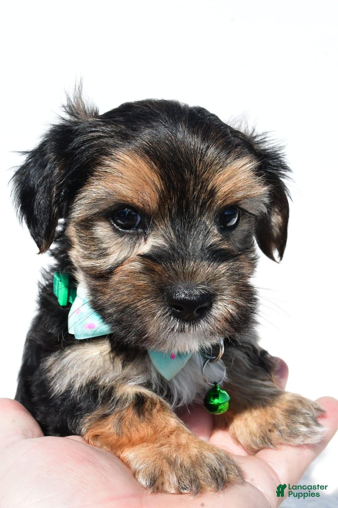 Morkie dogs for sale: Hickory - Image 4