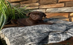 German Shorthaired Pointer dogs for sale: Jade - Image 4