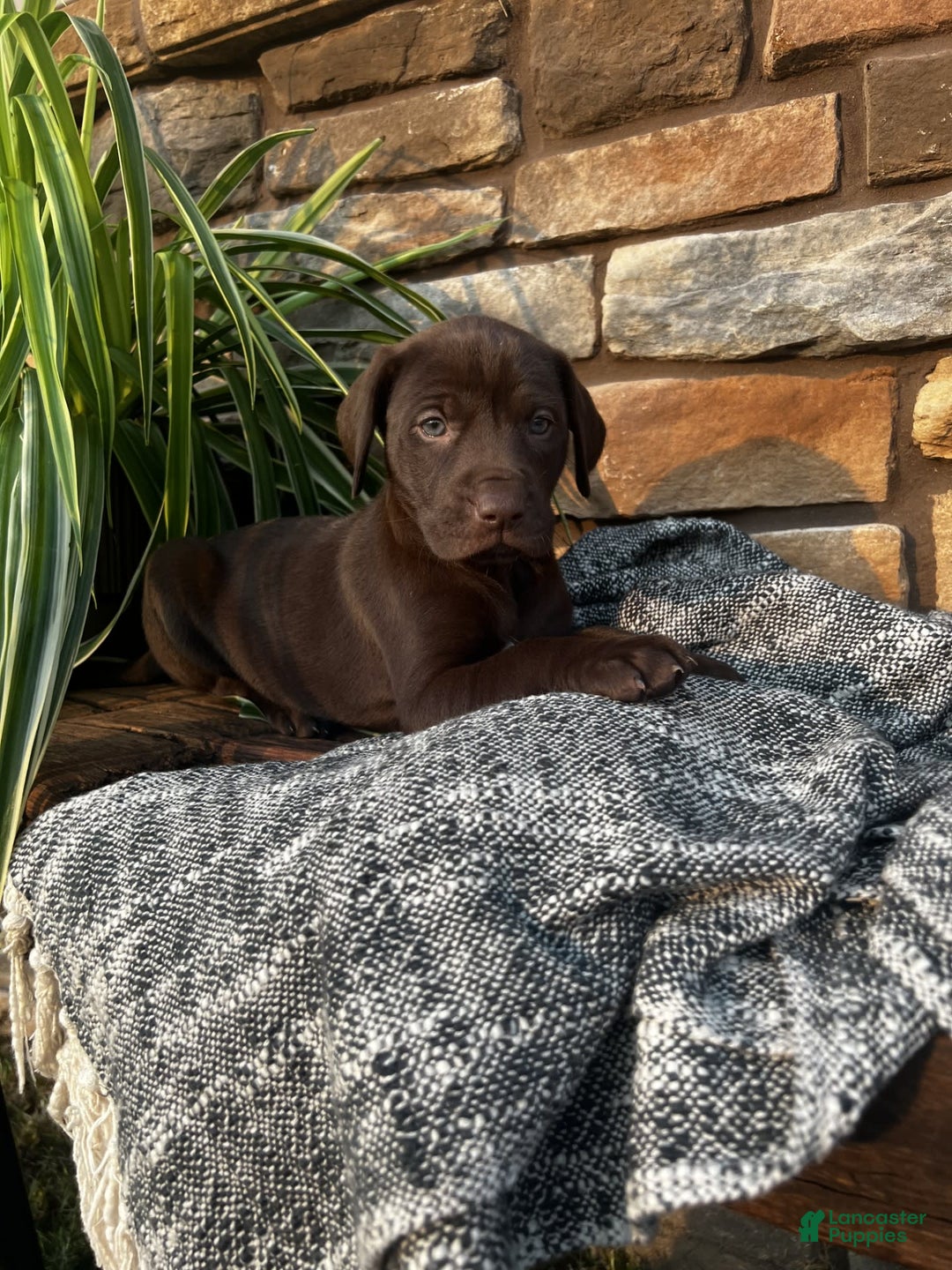 German Shorthaired Pointer dogs for sale: Jade - Image 4