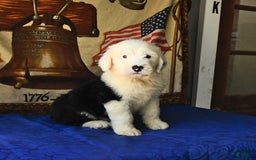 Old English Sheepdog dogs for sale: Shep - Image 2